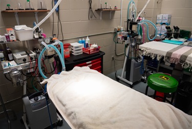 Stem Vet Clinic Area