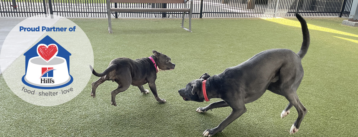 Two shelter dogs playing in the yard with the Hills logo displayed.