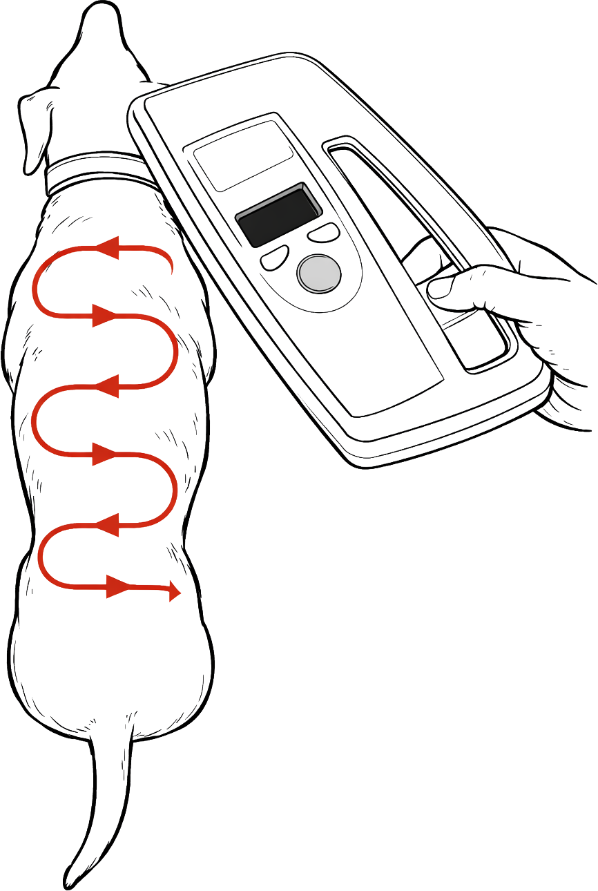 Diagram of a dog's back showing the direction of movement for a microchip scanner.
