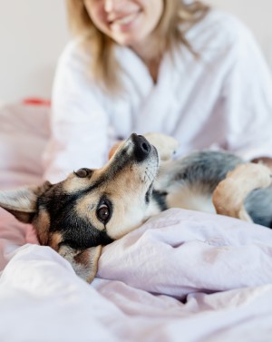 Dog relaxing on a bed with person in pajamas in the background.